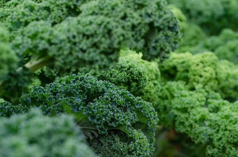Kale del huerto de agricultura regenerativa