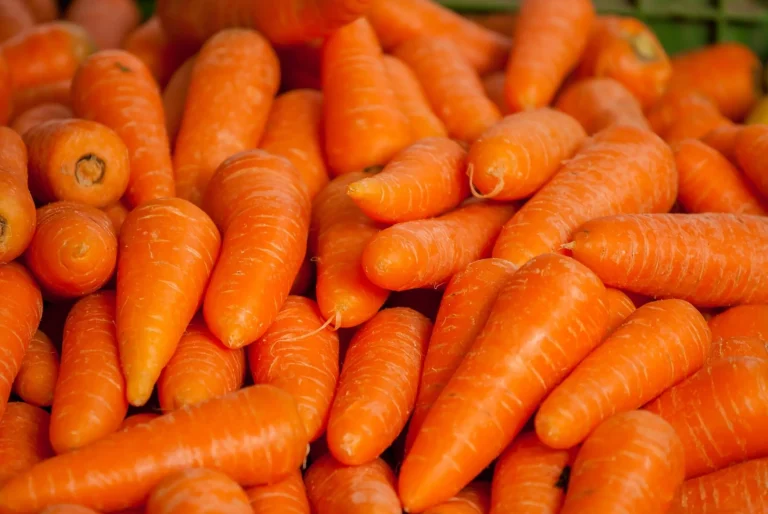 Zanahorias recién cosechadas